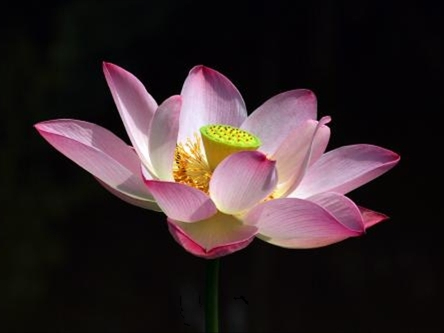 养莲花注意事项和禁忌,家里种莲花注意事项