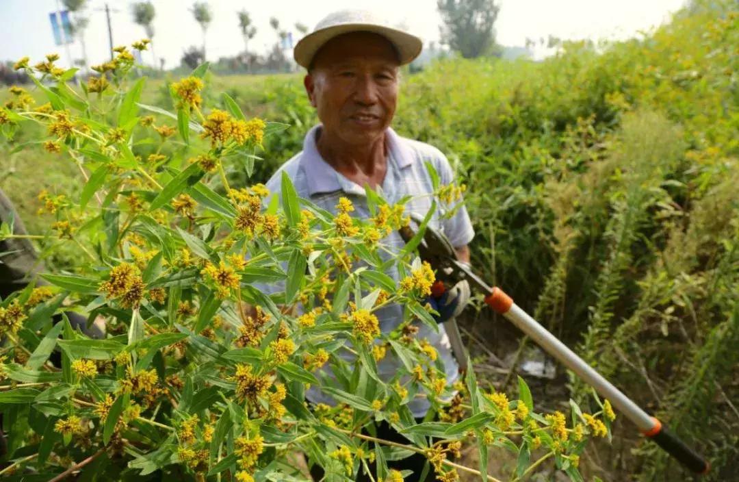 菊花最常见最严重虫害,菊花虫害有哪些