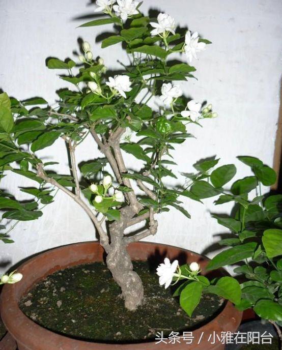 养花技巧盆土保持湿润法,养花盆土干了怎么办