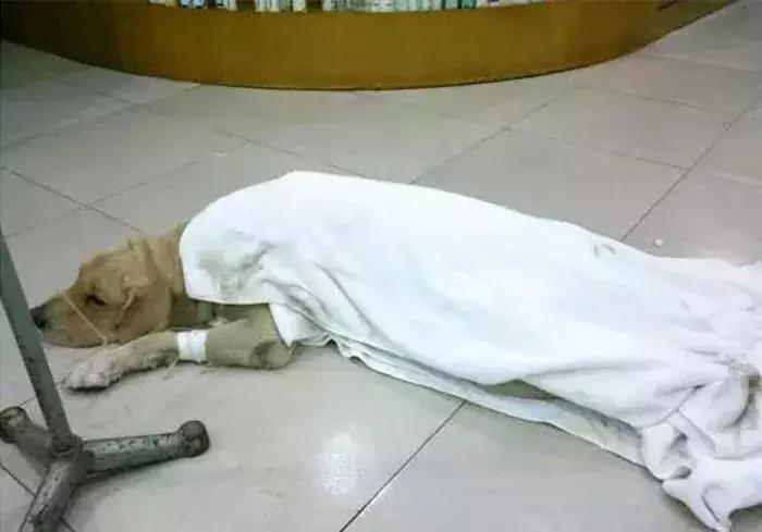 狗狗在野外中暑了怎么办,狗狗中暑在车里