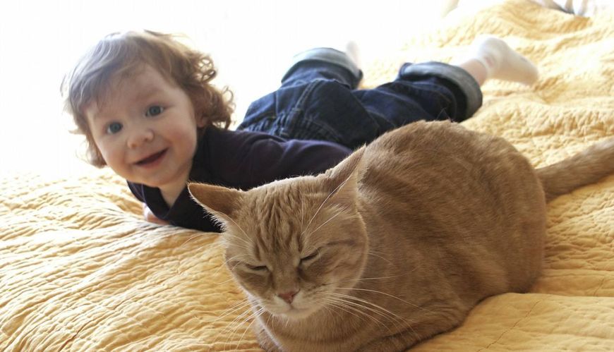 养猫人吸入猫毛的危害,猫毛会被人吃进肚子会怎么样