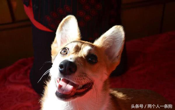 柯基幼犬到家几天会出现生病,柯基幼犬到家生病了怎么治