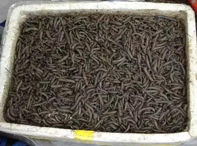 黑暗美食必吃榜,盘点那些年我吃过奇奇怪怪的美食