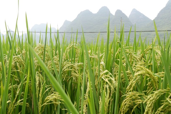 桂林阳朔无敌风景,阳朔龙头山水美如人间仙境