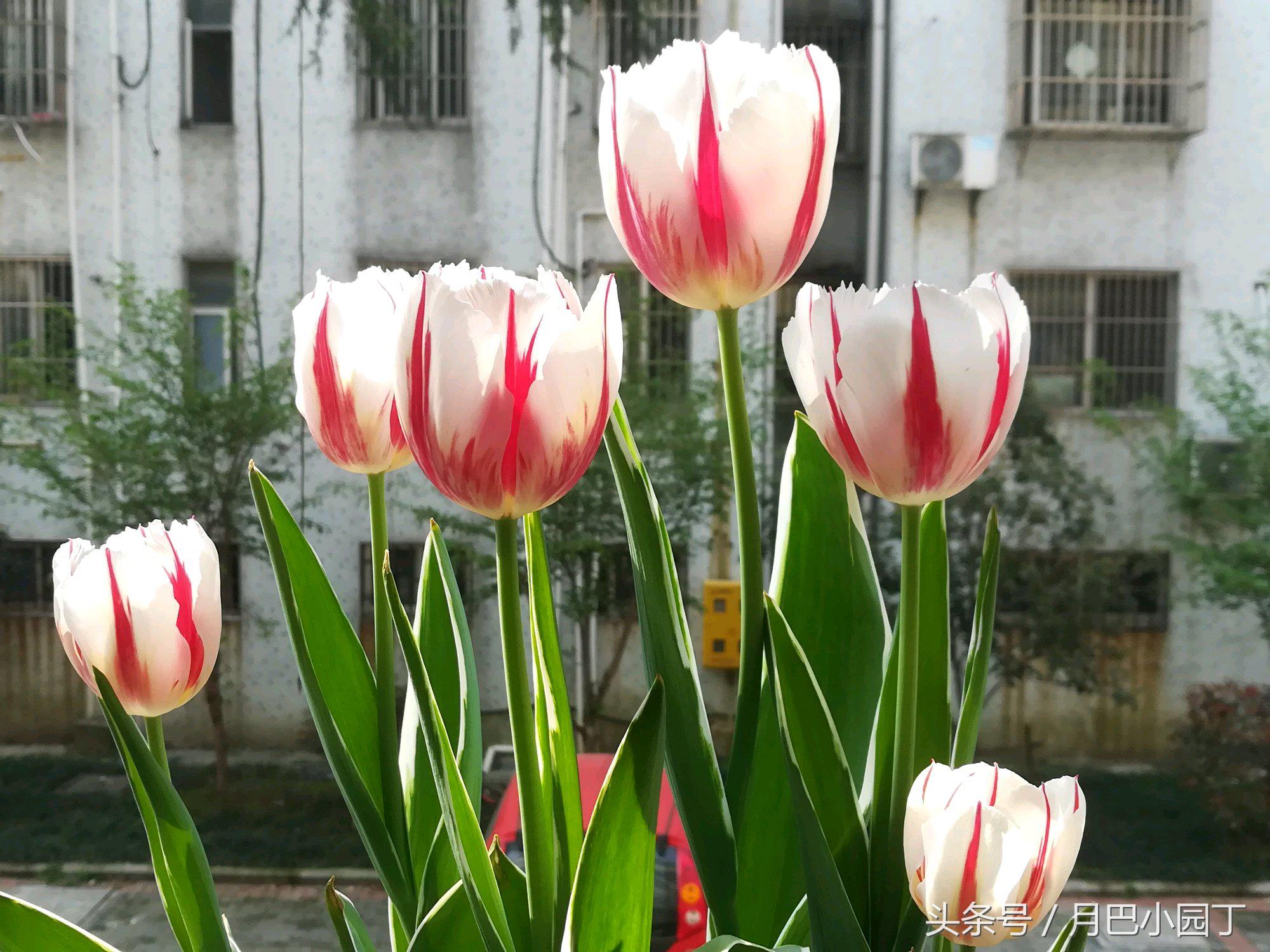 郁金香复花效果,郁金香复花跟原来花一样吗