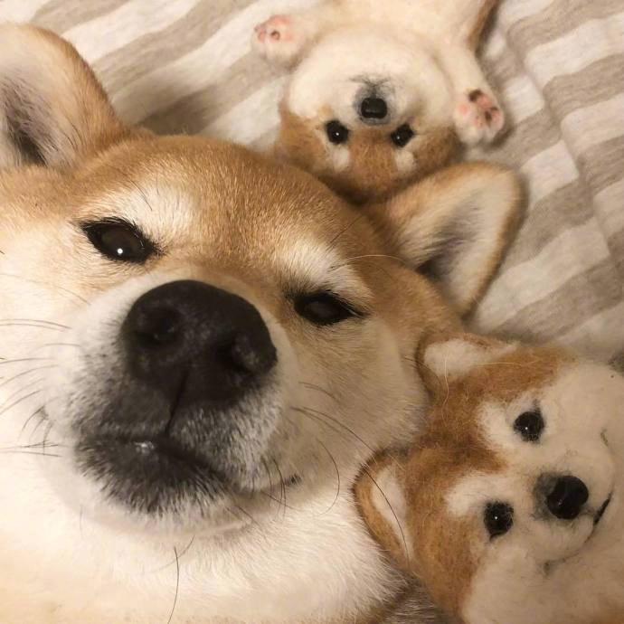 宠物掉毛怎么去除,宠物掉毛如何打理毛发毛囊