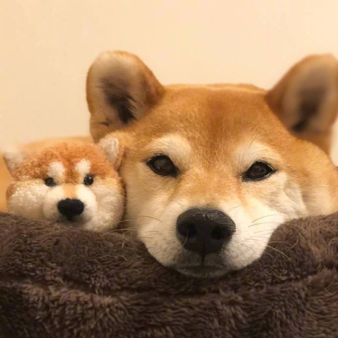 宠物掉毛怎么去除,宠物掉毛如何打理毛发毛囊