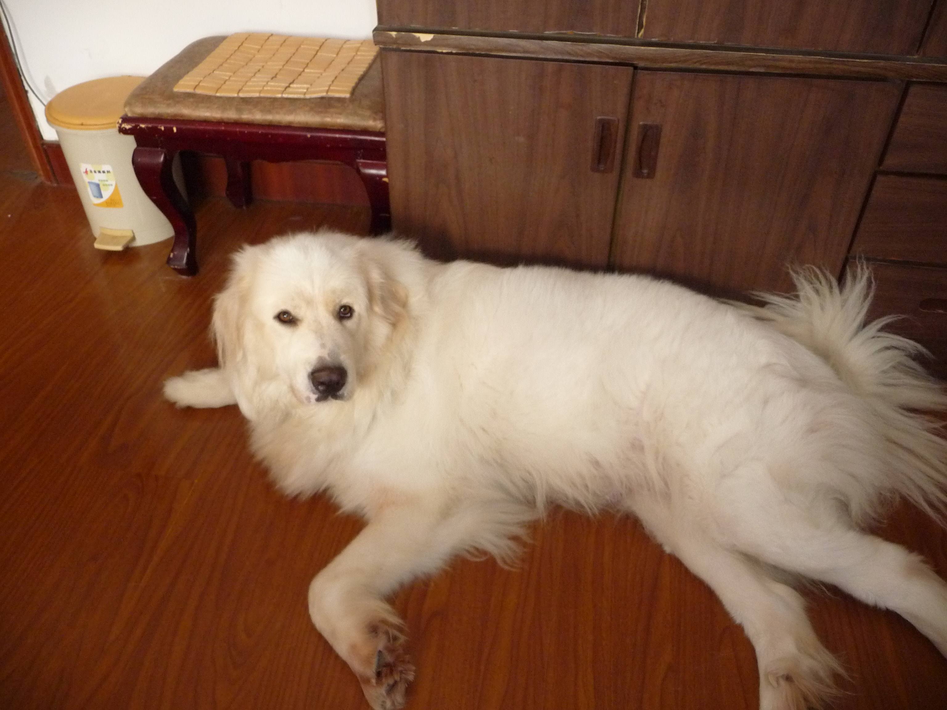 狗狗怀孕了有什么表现,怀孕期间狗狗需要注意什么