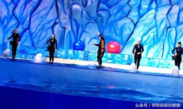 珠海长隆旅游攻略3天自由行,亲子游珠海长隆一日游攻略