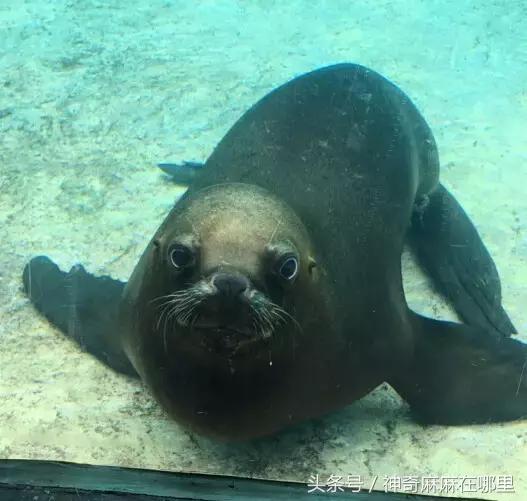 珠海长隆旅游攻略3天自由行,亲子游珠海长隆一日游攻略