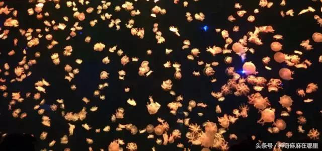 珠海长隆旅游攻略3天自由行,亲子游珠海长隆一日游攻略