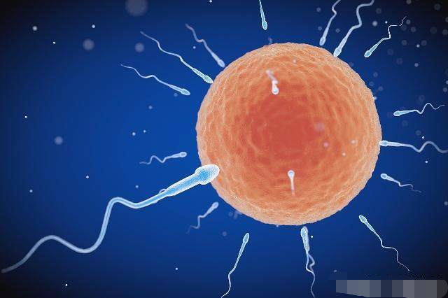 精子进入女人体内没有“受精”，会去哪呢？看完或许你就有答案了