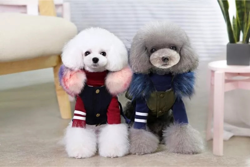 比魏璎珞还受宠！吹专用小空调、吃袋鼠肉口粮，这些猫狗“小主们”过得忒精致