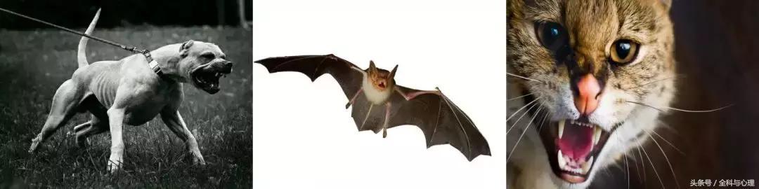 被老鼠、仓鼠、兔子甚至人咬了，要打疫苗吗？