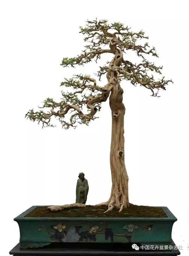 盆景的托枝和飘枝的造型,盆景托枝方法图解