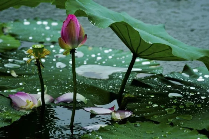 下雨为什么要读古诗词,下雨为什么要读古诗词书