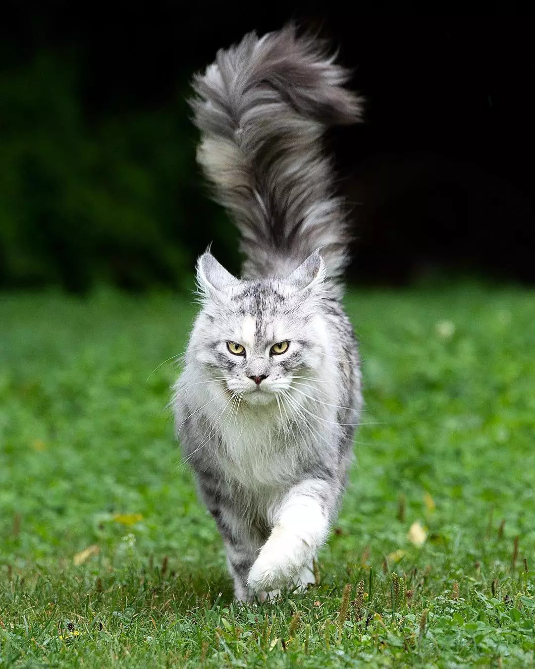 缅因猫身上一根特殊的毛,缅因猫的尾巴毛发稀少怎么回事