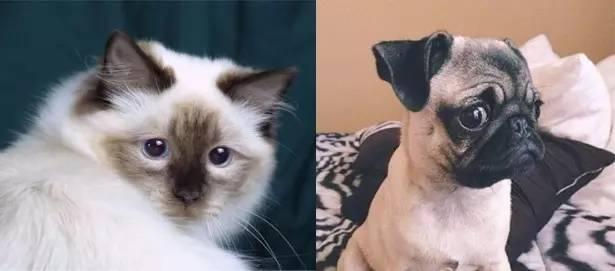 如何分辨是不是新版布偶猫,如何分辨是否是布偶猫