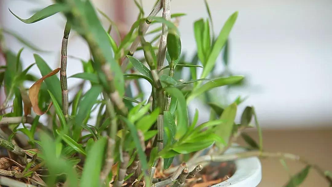 晚间口干舌燥咽干是什么病症,咽干口干舌燥最快解决办法