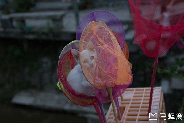 六小爷,六小爷唱的歌