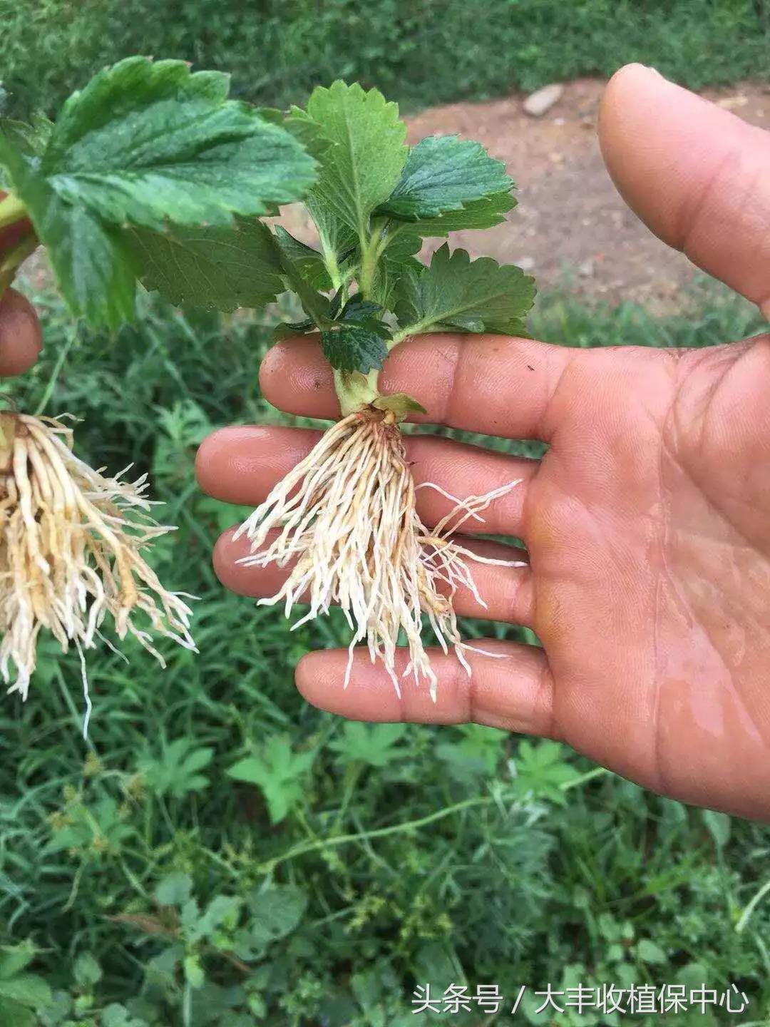 种草莓什么苗最好,种草莓是买种子好还是苗好