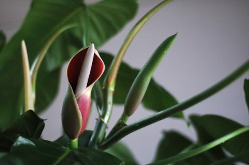 滴水观音的叶片边缘发黄怎么回事,滴水观音叶片发黄干用什么药