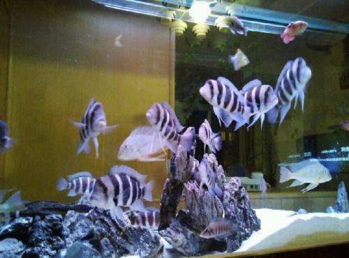 附着在滤材上面的是硝化细菌吗,水不没过生化滤材能有硝化细菌吗