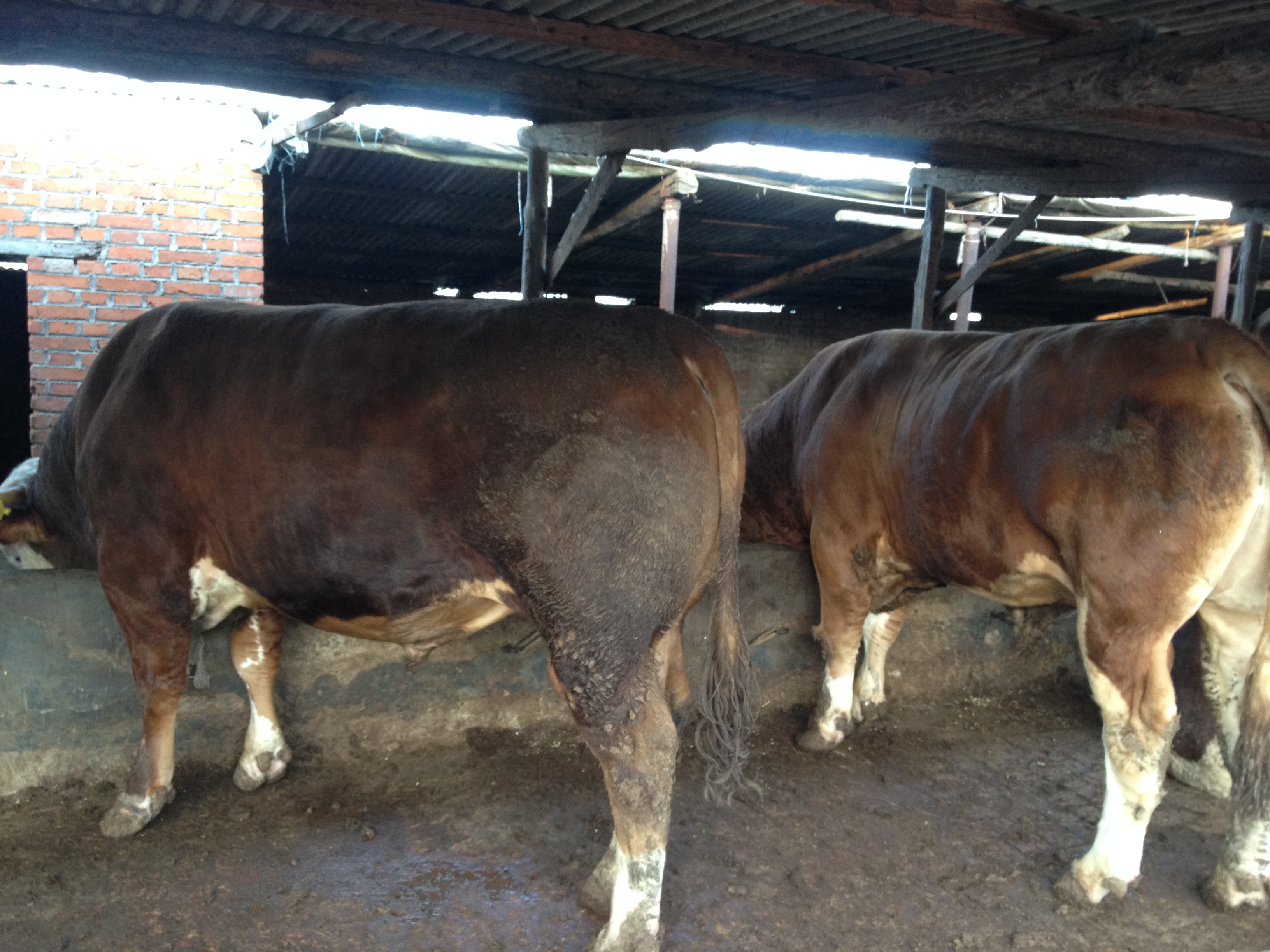 学养殖牛羊技术到哪里学,肉牛口蹄疫病防治方法