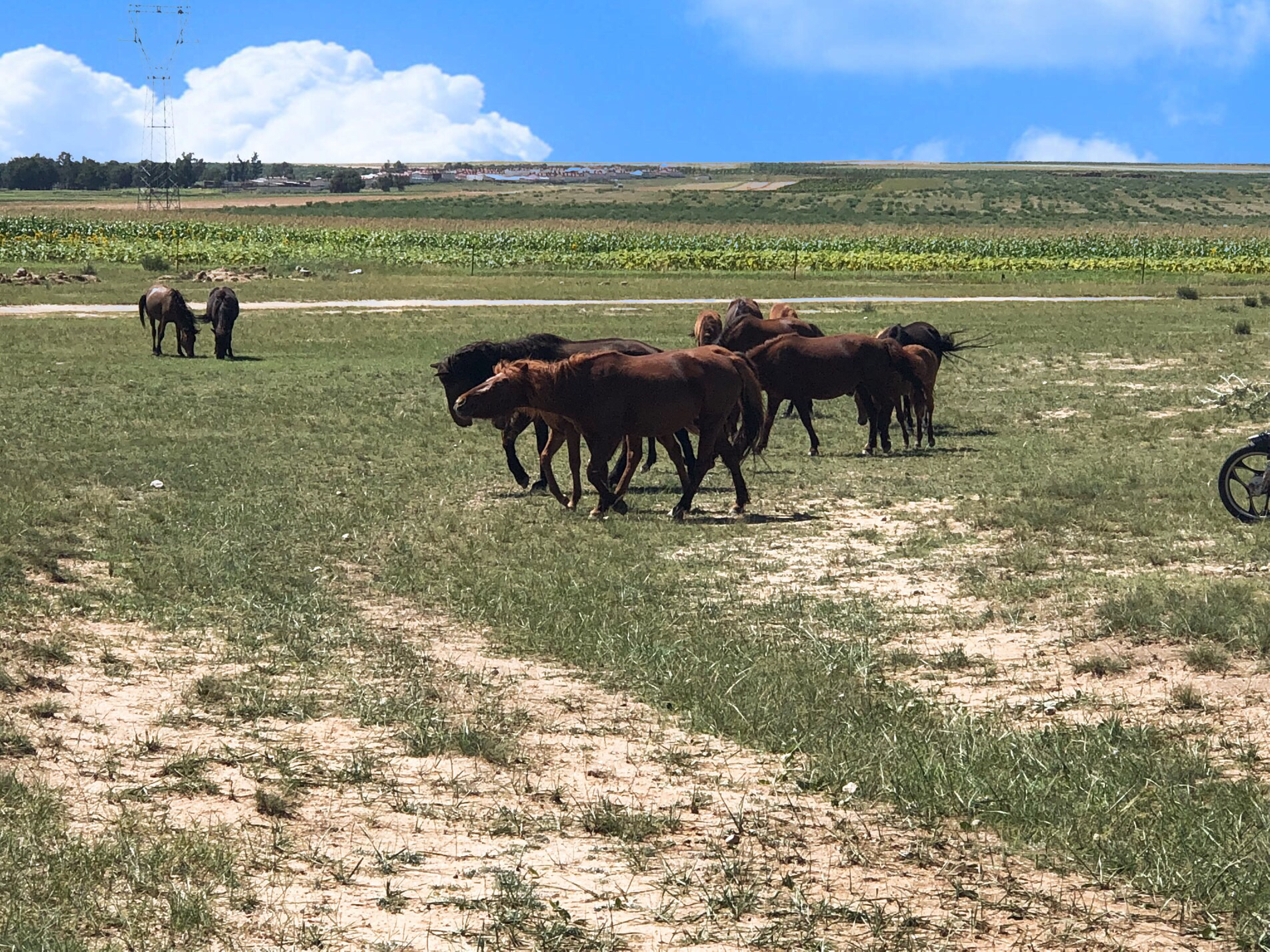 内蒙希拉穆仁草原好玩,包头希拉穆仁草原风景