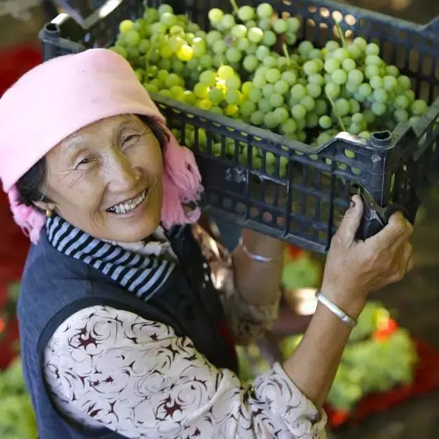 葡萄采摘园观光旅游,采摘葡萄一日游优质推荐