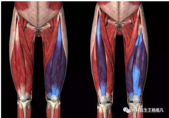 最新的人工膝关节使用寿命,膝关节使用说明