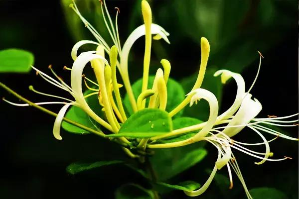 吃野菜的坏处和禁忌,什么野菜养生最好吃