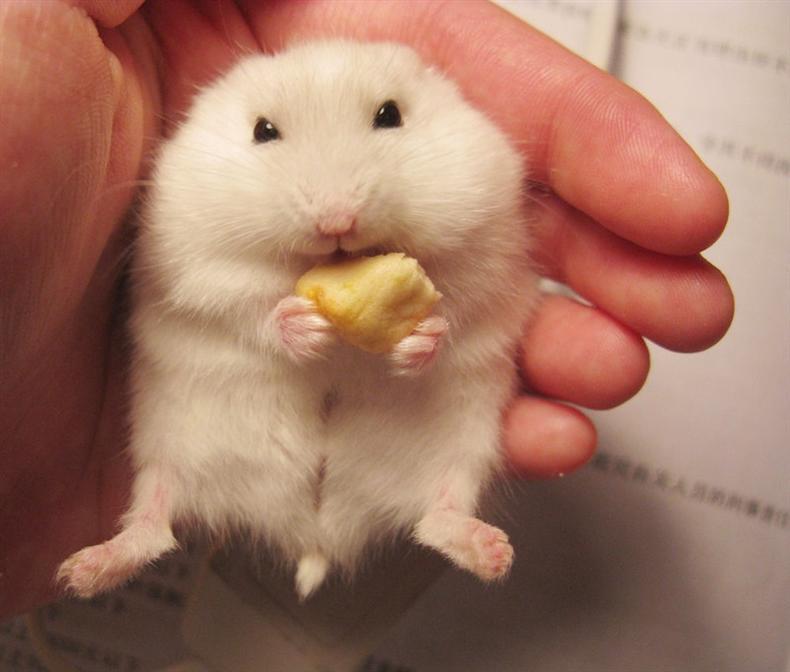 如何处理仓鼠的香腺,仓鼠香腺清理完要用碘伏吗