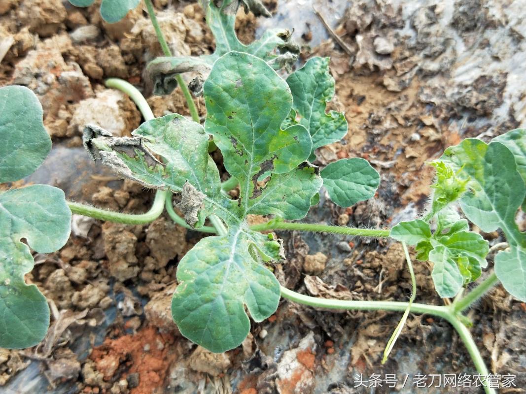 西瓜根部叶子中心发白是什么病,西瓜叶子常见的几种病