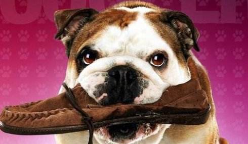 狗狗也会患上精神焦虑和抑郁症吗,狗狗自闭症的特征是什么