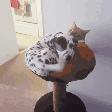 狗在猫砂盆里拉屎猫会怎么样,为什么有的狗会在猫砂盆拉屎