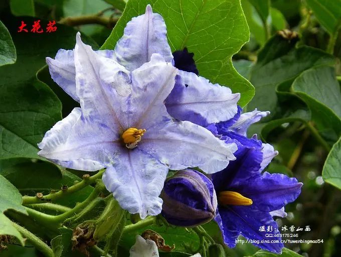 好种植的藤本植物,45种植物图片