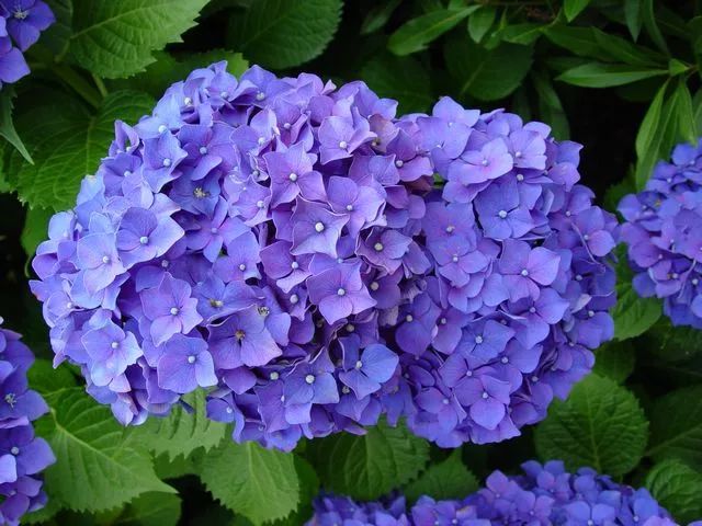 好种植的藤本植物,45种植物图片