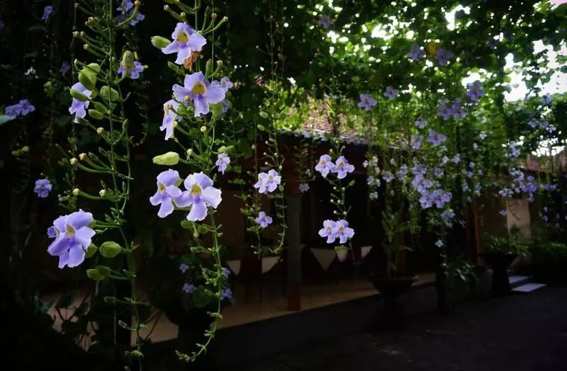 好种植的藤本植物,45种植物图片