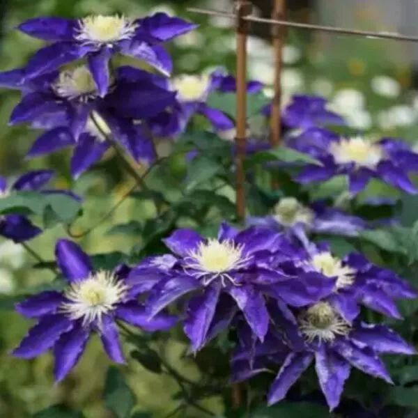 好种植的藤本植物,45种植物图片