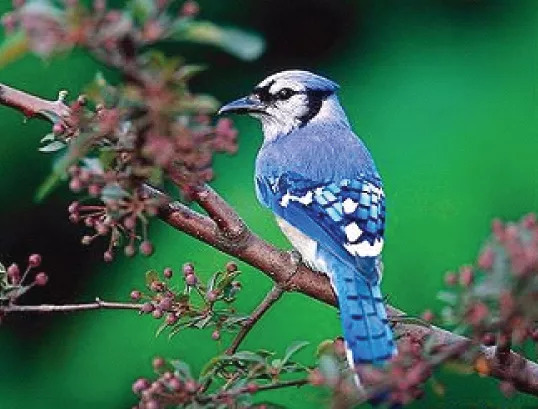 鏄曡枃鏃ユ湰,鏄曡枃缇庡鍏婚