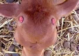 小牛怎么才能做好吃的,小牛为什么磨角