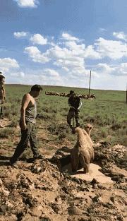 骆驼妈妈讲故事,骆驼妈妈完整版