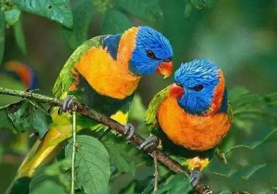 地球上10大最好的家庭伴侣犬,地球上养的宠物有哪些