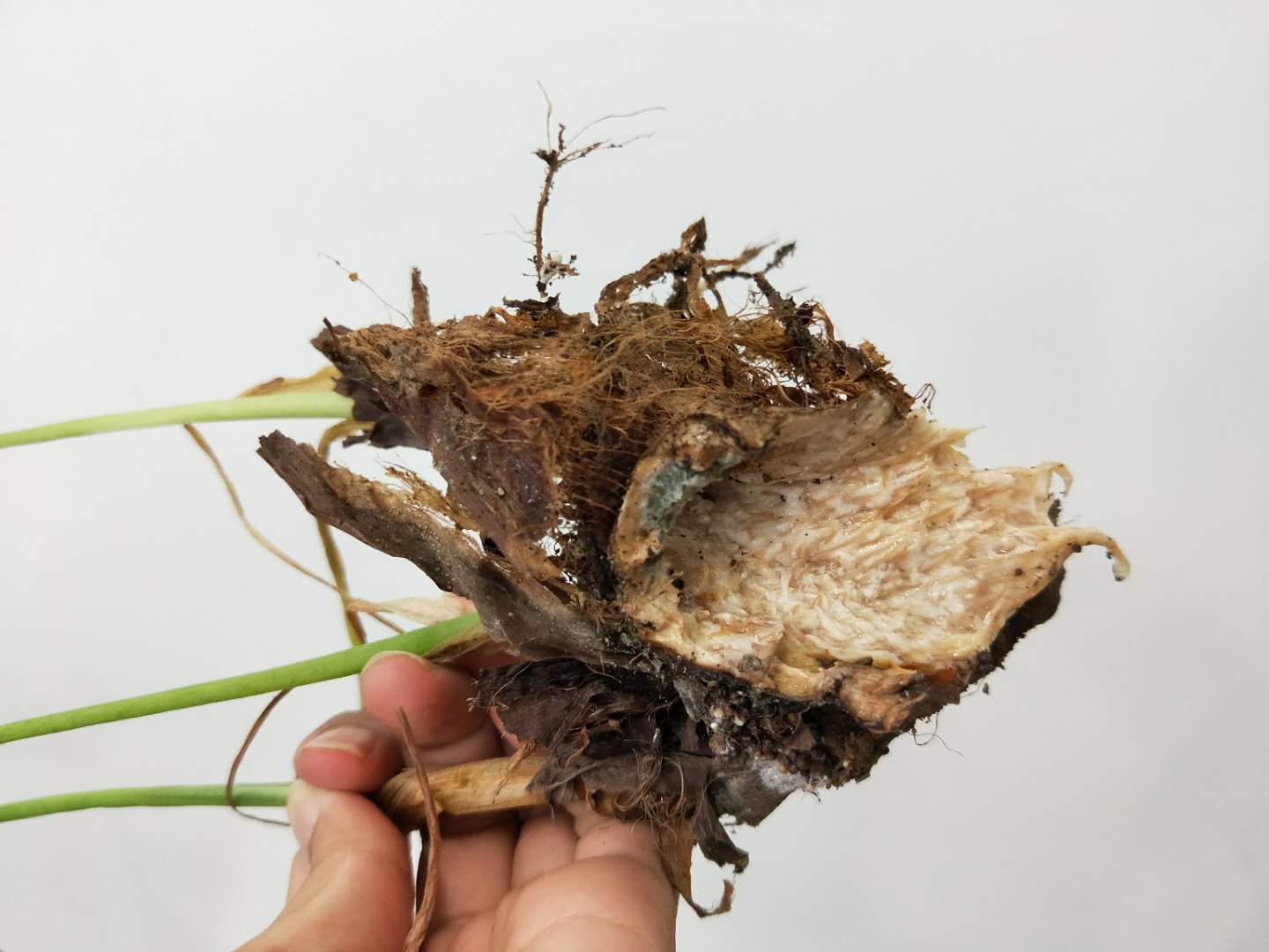 滴水观音茎基部腐烂？可能是浇水浇多了！滴水观音如何浇水？