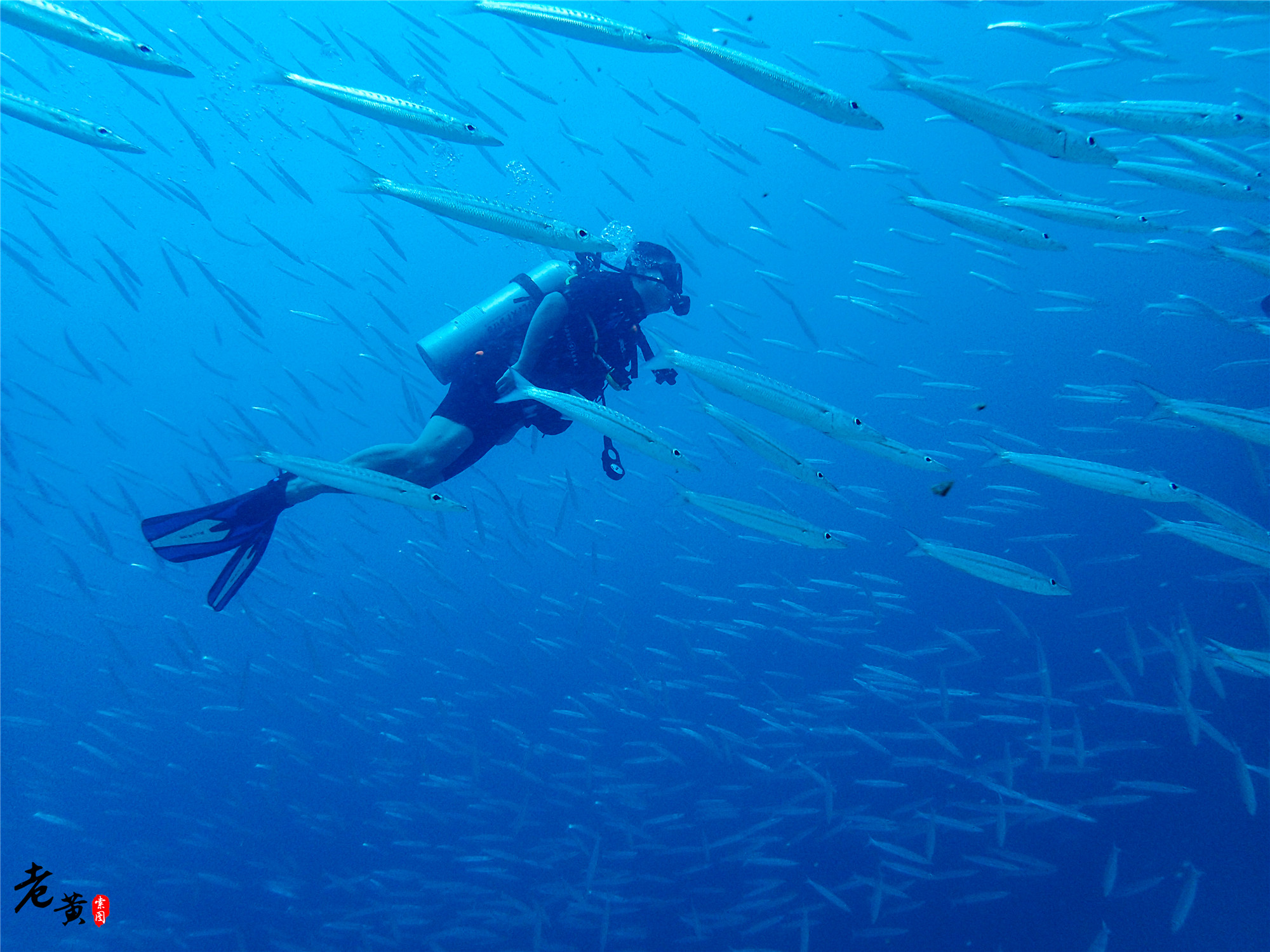 普吉岛深潜在哪里能遇到鱼群风暴,泰国大小皇帝岛潜水