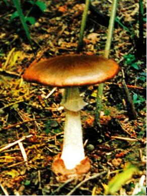 青海毒蘑菇图鉴,常见毒蘑菇图鉴福建