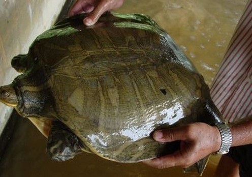 龟鳖目动物大全及图片,所有龟鳖类动物