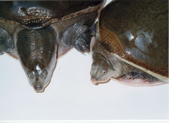 龟鳖目动物大全及图片,所有龟鳖类动物