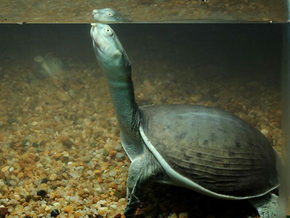 龟鳖目动物大全及图片,所有龟鳖类动物